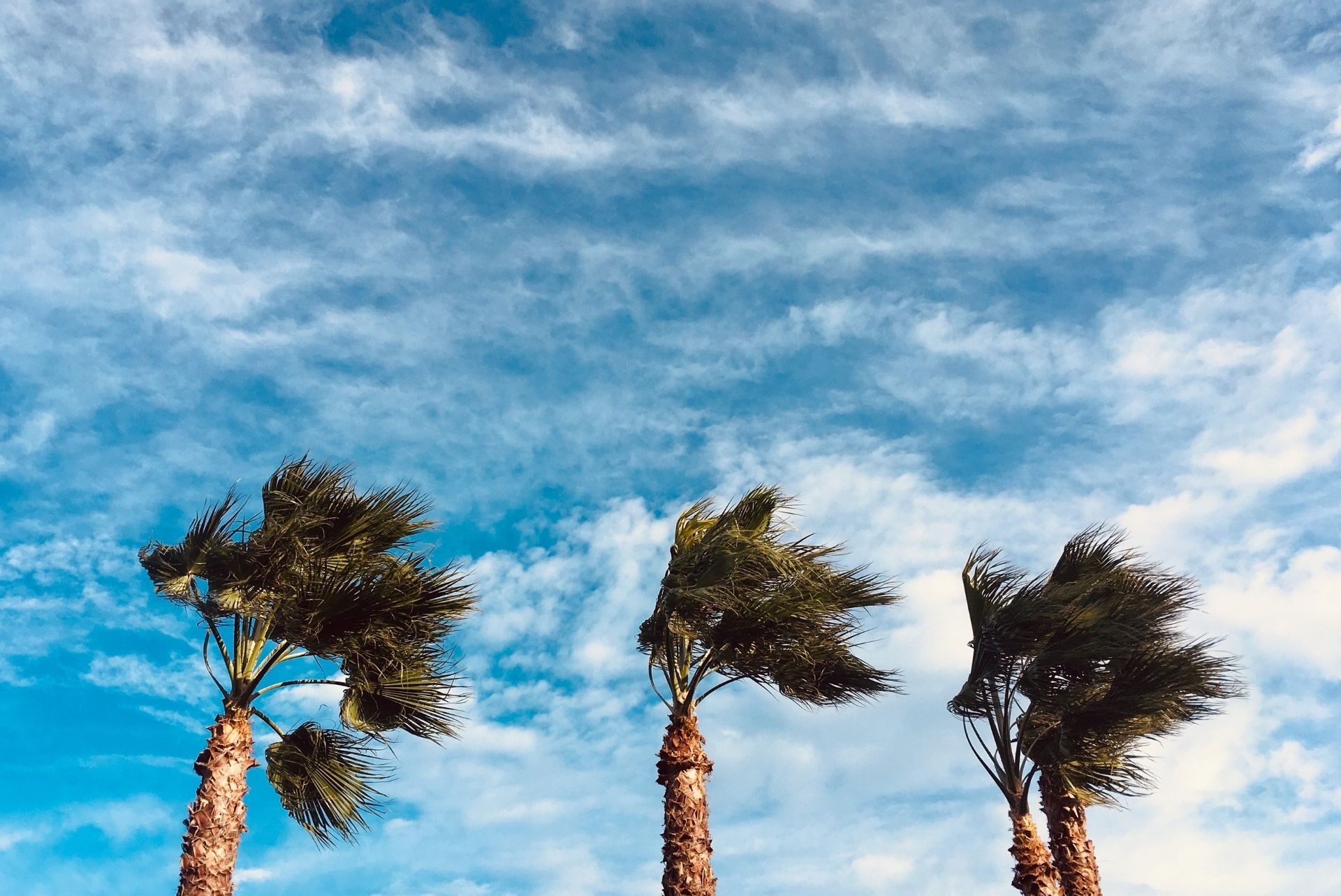 Palm trees bending in high winds against a blue sky in Southern California